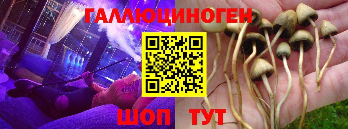 Галлюциногенные грибы Psilocybine cubensis  Галлюциногенные грибы мицелий  Вход с VPN  Михайловка 